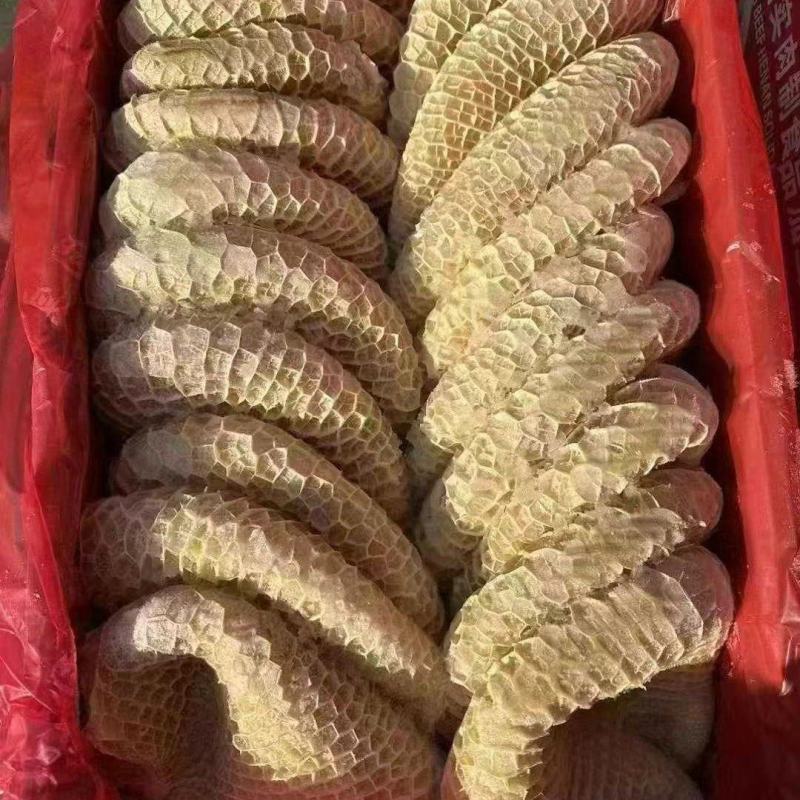 金肚
