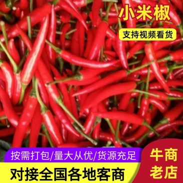 商丘产区小米椒大量供应全国代发支持各种包装