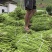 长青豆长豇豆，60~70公分精品新苗冬季大棚新苗货