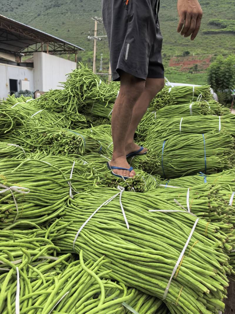 长青豆长豇豆，60~70公分精品新苗冬季大棚新苗货