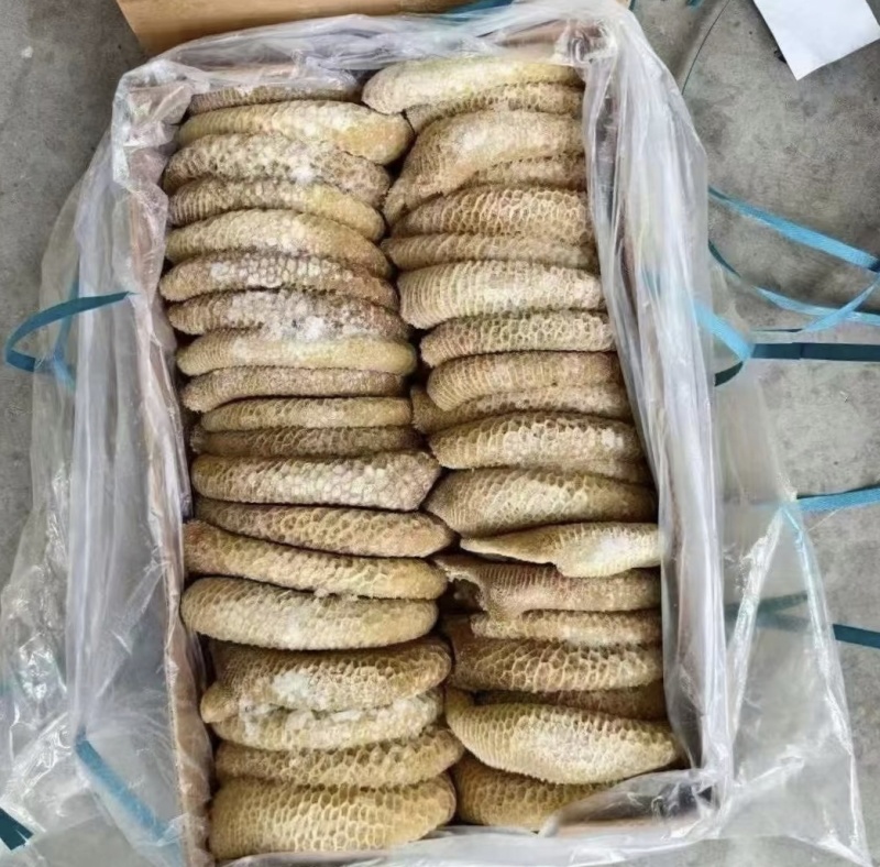 金肚