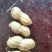河南当地精品新货花生精品鲜花生优质鲜花生基地