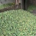 百色小台芒|芒果冰淇淋|芒果棒冰|冻芒果**鲜果