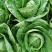 白菜万亩基地，全国代收代卖，对接批发商超，货源稳定