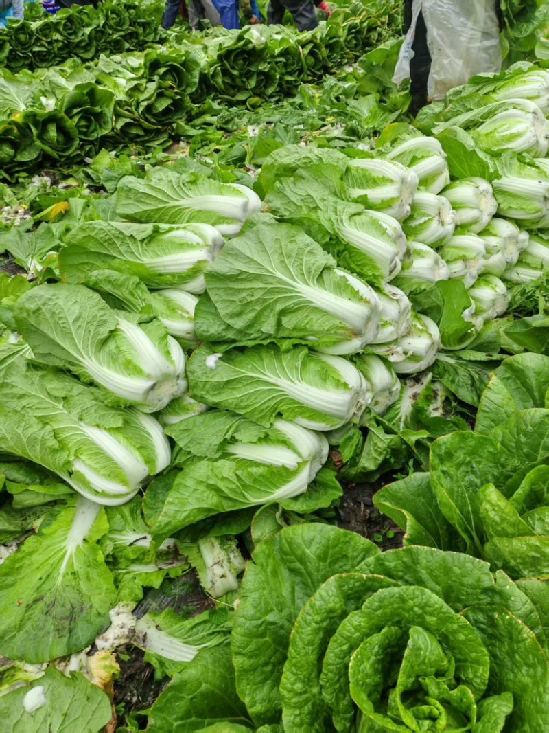 白菜万亩基地，全国代收代卖，对接批发商超，货源稳定