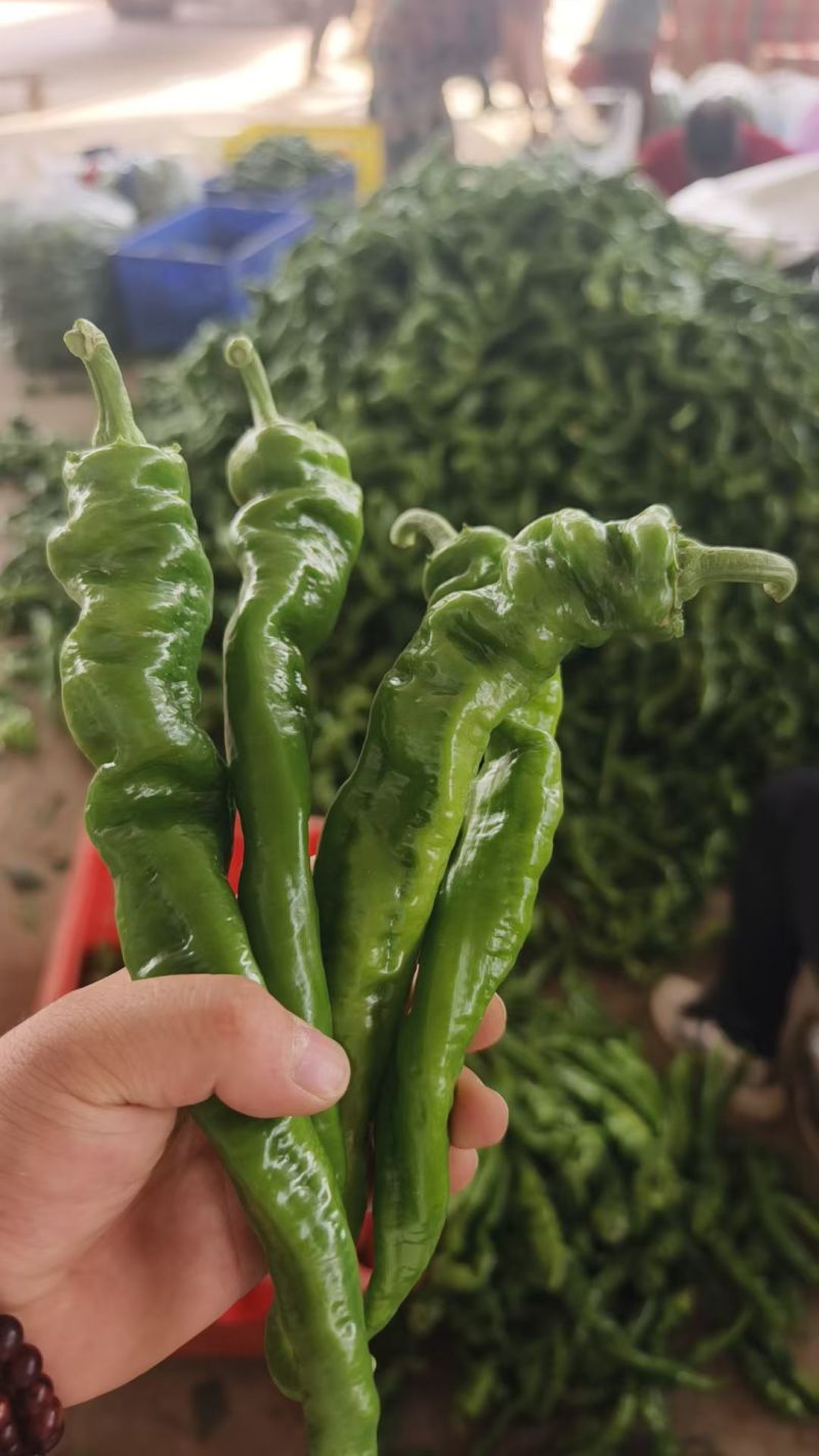 螺丝椒产地直销，一手货源，欢迎全国商客洽谈