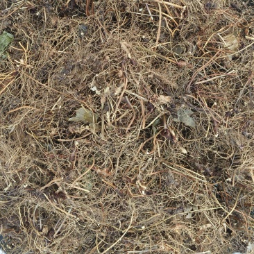 淫洋霍根，洗净凉干，无泥土杂质。