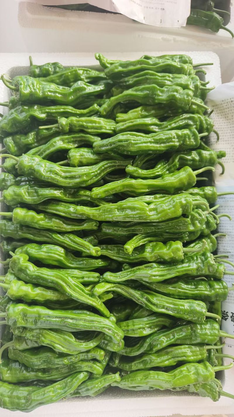 牛家椒，虎皮椒，线椒产地直销，大量现货，欢迎订购