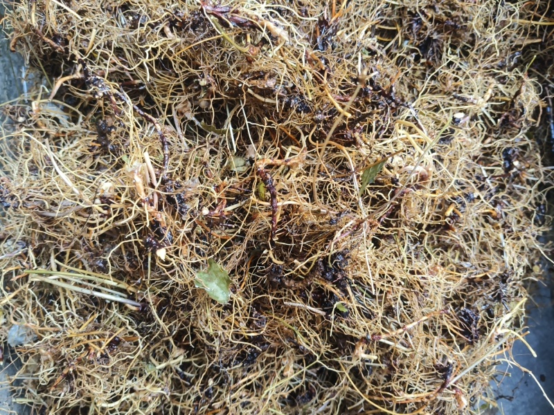 淫洋霍根，洗净凉干，无泥土杂质。