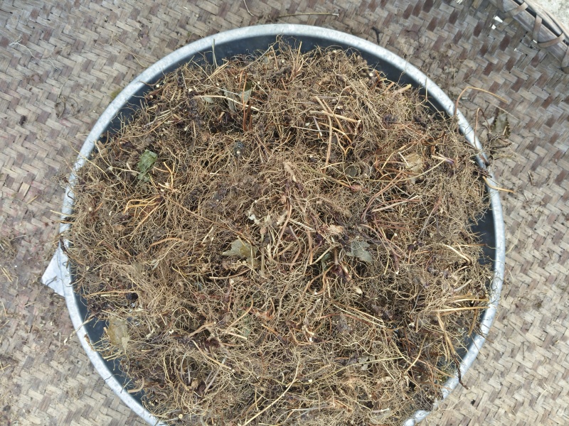 淫洋霍根，洗净凉干，无泥土杂质。