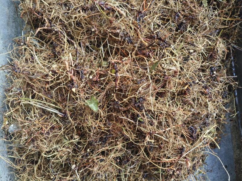 淫洋霍根，洗净凉干，无泥土杂质。