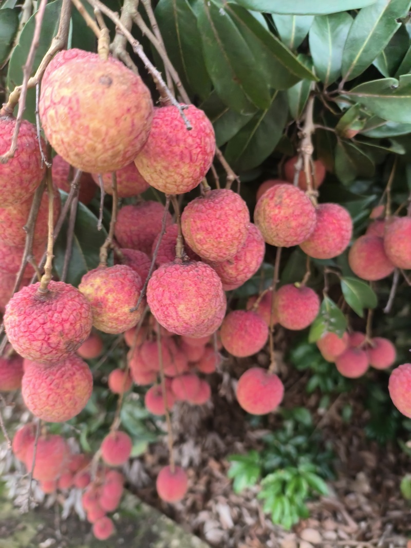 禾荔