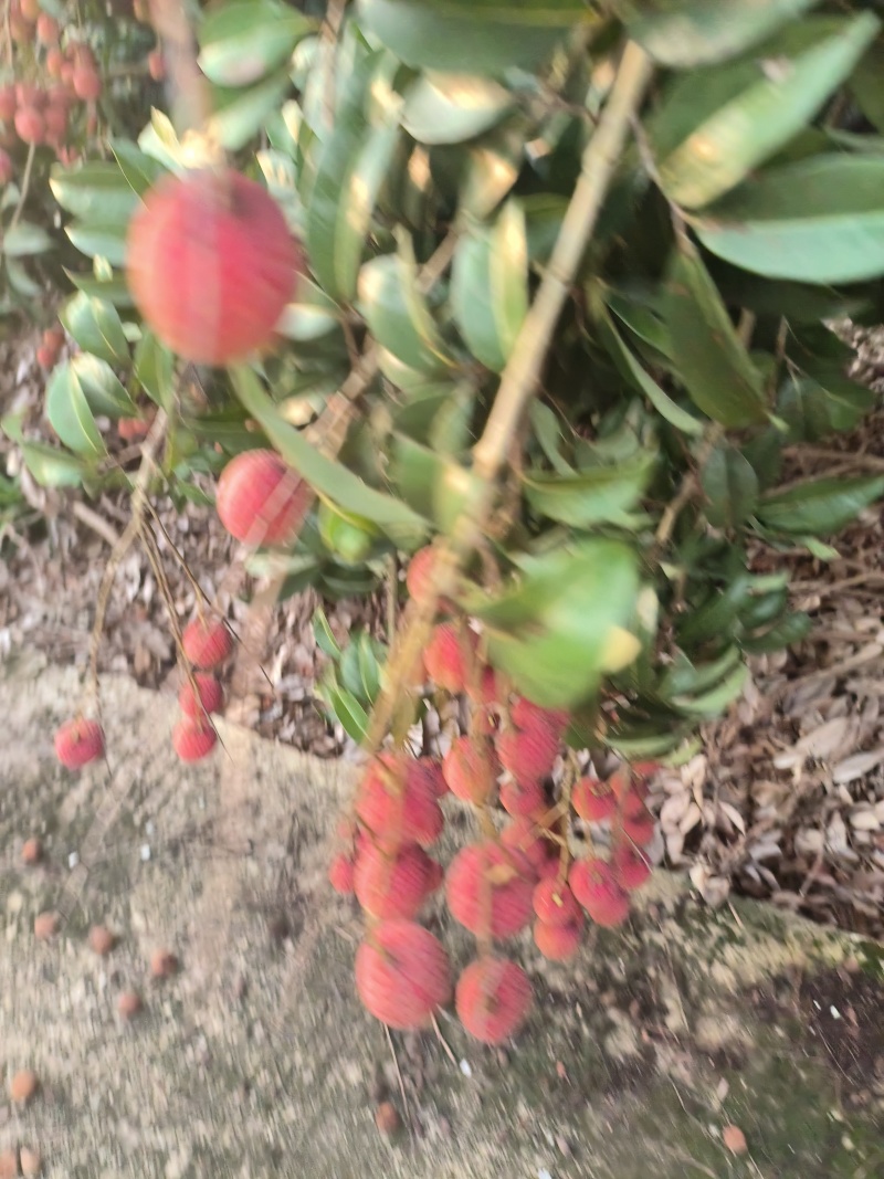 禾荔