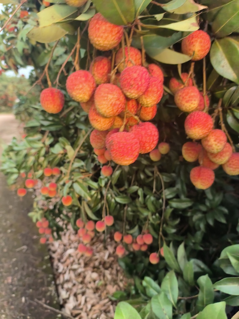 禾荔