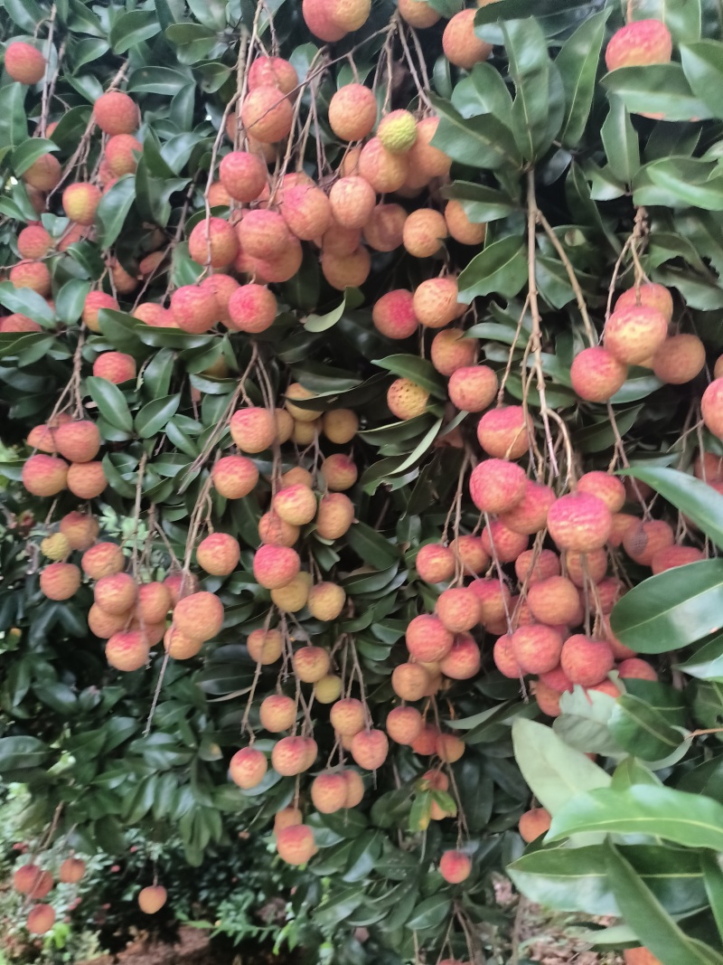 禾荔
