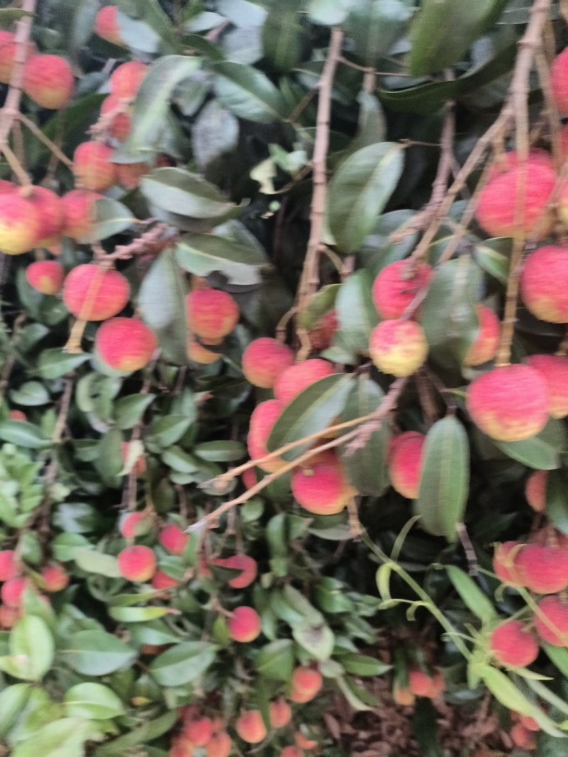 禾荔