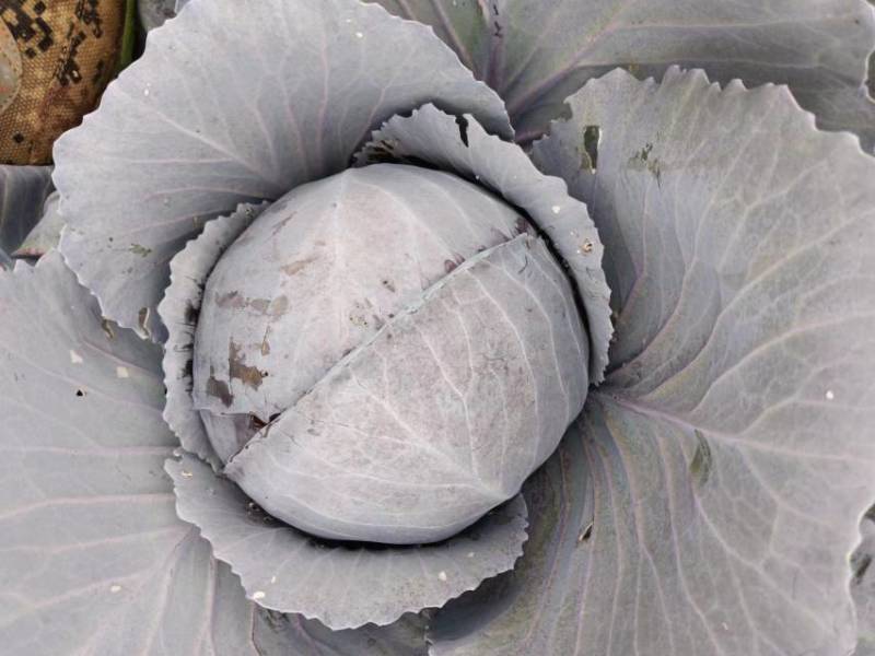 云南昆明甘蓝苗小铁头苗大小都有按需求分拣打包有泡沫箱