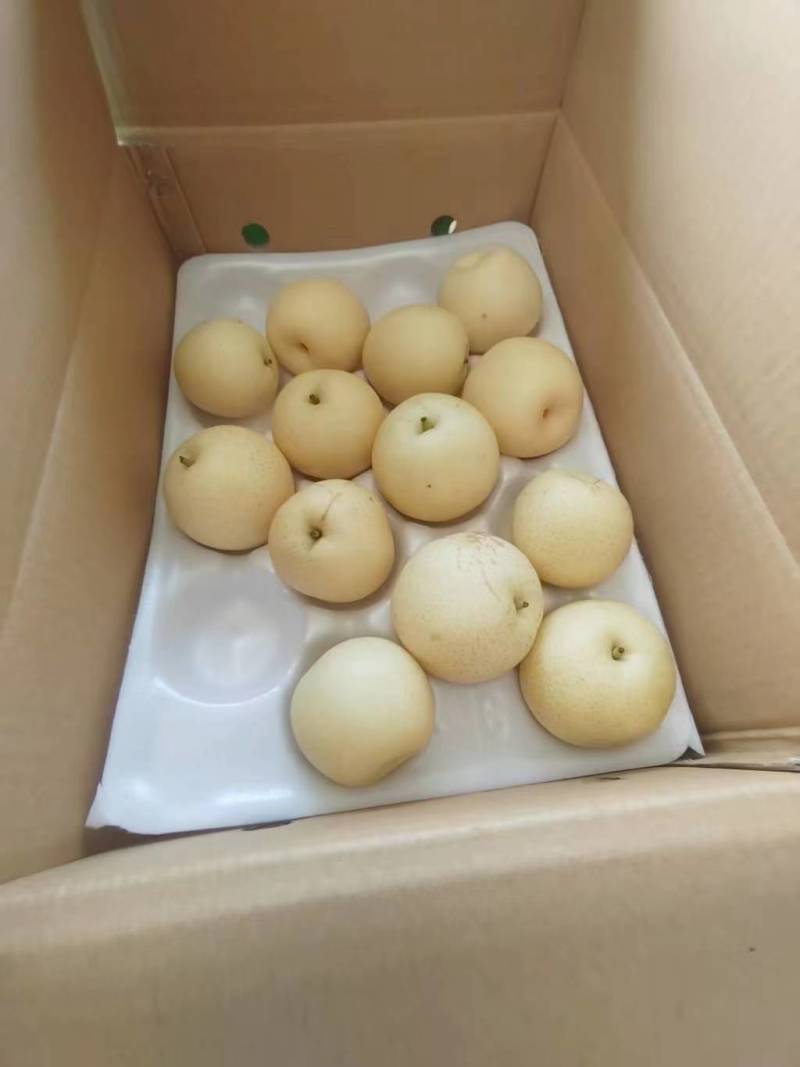 河北优质皇冠梨大量有货基地直供品质优可对接商超市场欢迎咨
