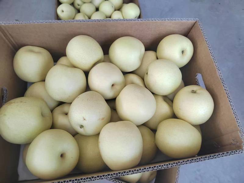 河北优质皇冠梨大量有货基地直供品质优可对接商超市场欢迎咨