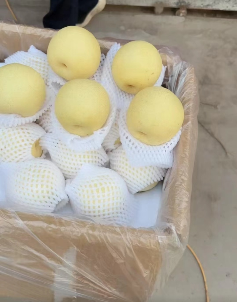 河北优质皇冠梨大量有货基地直供品质优可对接商超市场欢迎咨