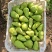 山西太谷巴梨小果55-60，高次