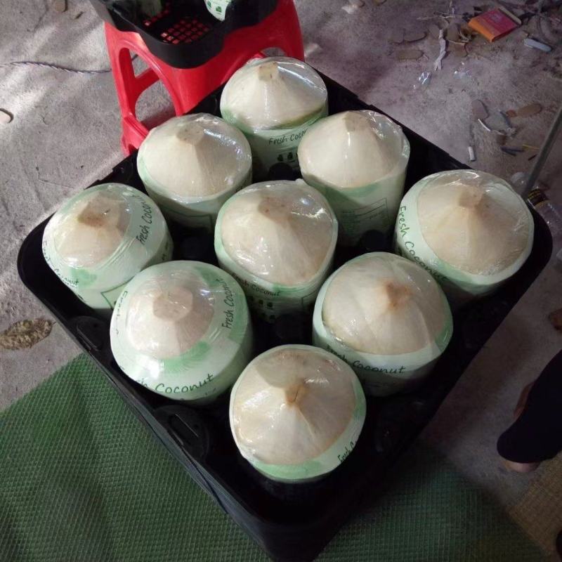 海南精品椰子