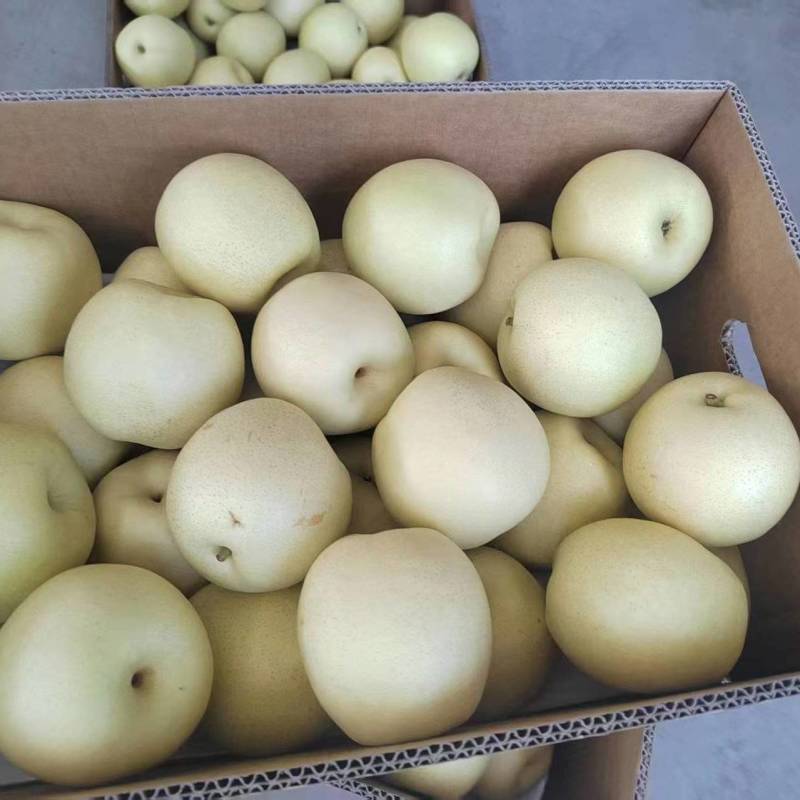 优质皇冠梨大量供应品质优现摘现发清脆甜口可视频看货量大