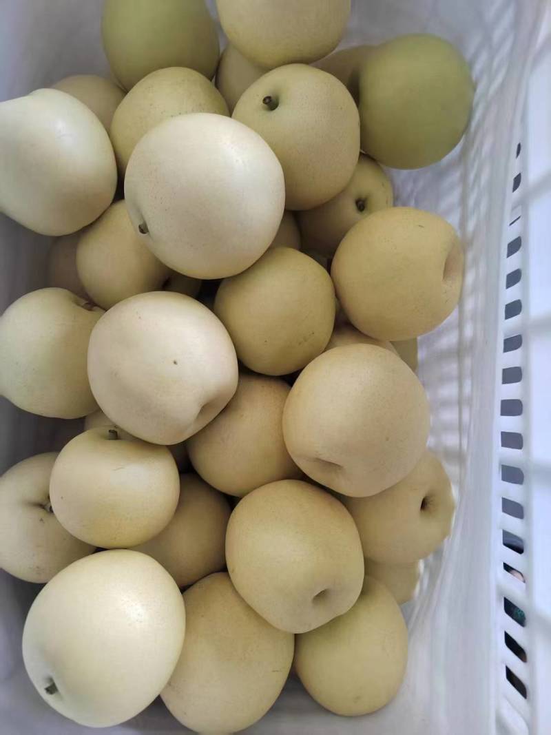 优质皇冠梨大量供应品质优现摘现发清脆甜口可视频看货量大