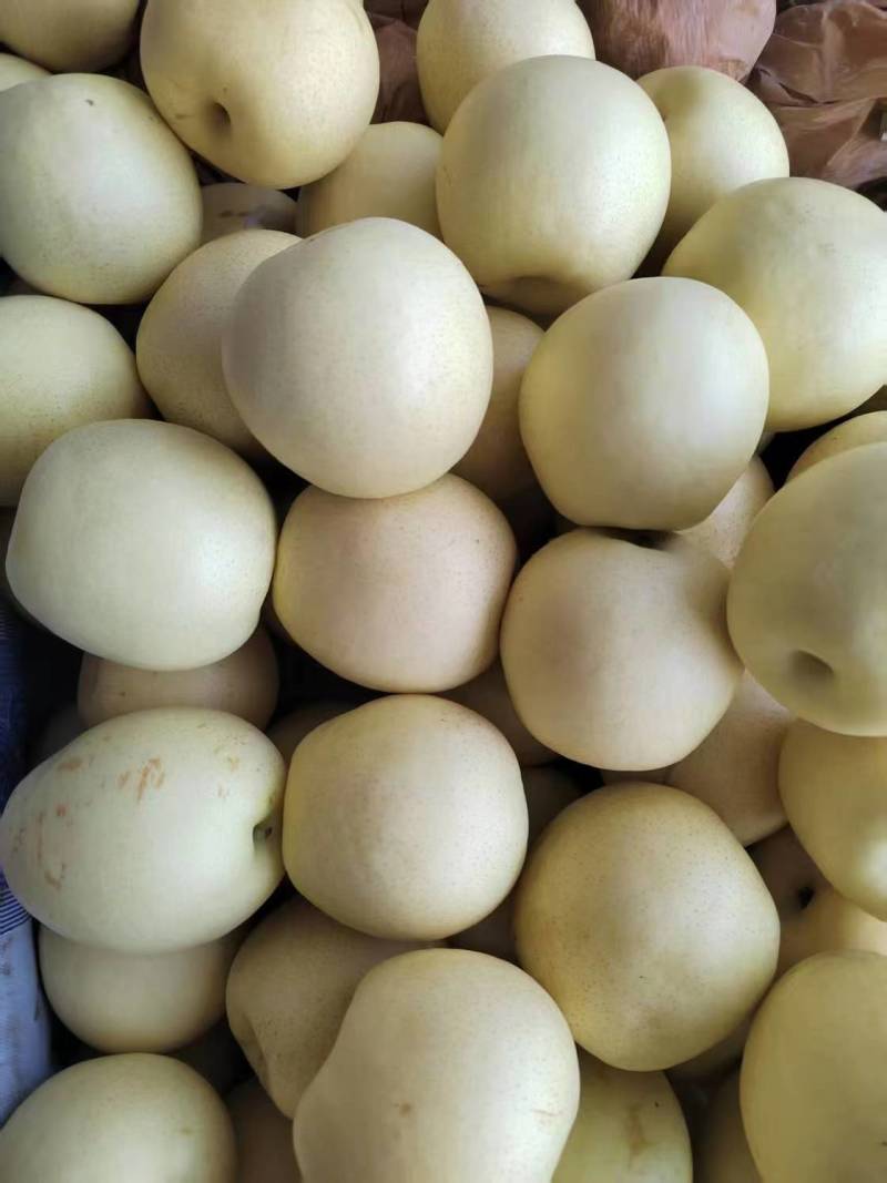 优质皇冠梨大量供应品质优现摘现发清脆甜口可视频看货量大