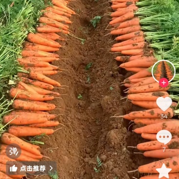 胡萝卜