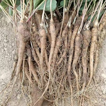 菏泽优质芍药苗供应1到2年苗