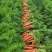 赤峰乌丹胡萝卜，100亩，产量120000万斤