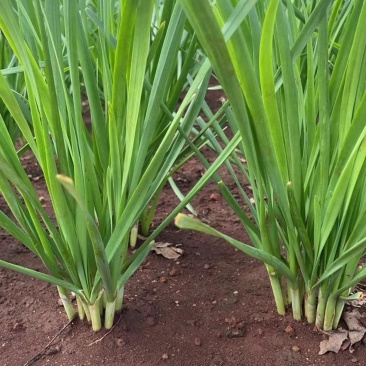 河南精品韭菜大叶韭菜产地韭菜自家种植韭菜量大从优