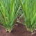 河南精品韭菜大叶韭菜产地韭菜自家种植韭菜量大从优