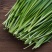 河南精品韭菜大叶韭菜产地韭菜自家种植韭菜量大从优