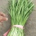 河南精品韭菜大叶韭菜产地韭菜自家种植韭菜量大从优