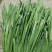 河南精品韭菜大叶韭菜产地韭菜自家种植韭菜量大从优