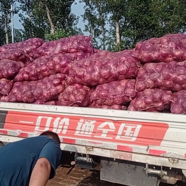 大红水果羊葱