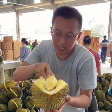 金枕榴莲一手货源批发价格