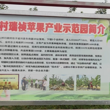 瑞雪苹果，国庆节上市