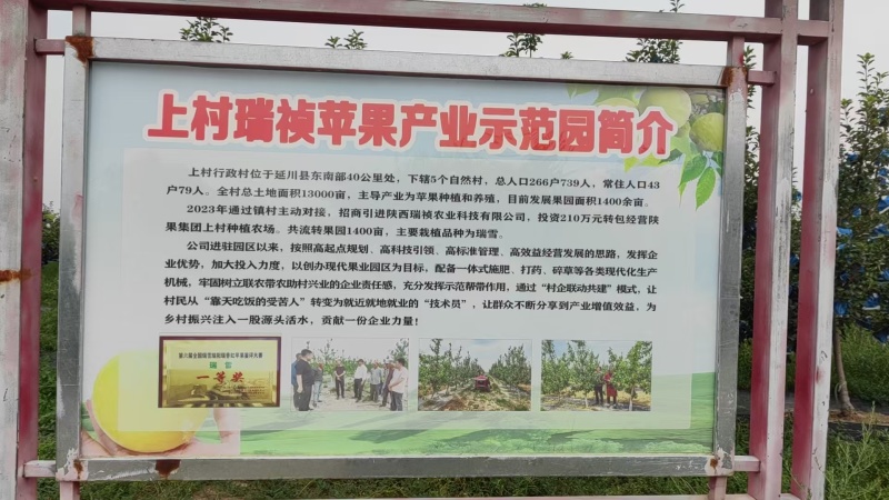 瑞雪苹果，国庆节上市