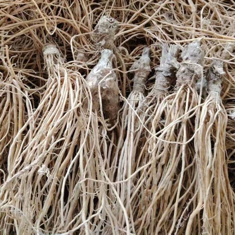 地胆头地胆草广西100%野生鲜货干货都有现货通货量大从优