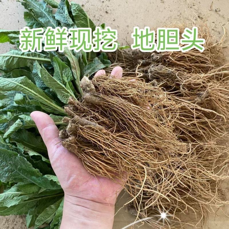 地胆头地胆草广西100%野生鲜货干货都有现货通货量大从优