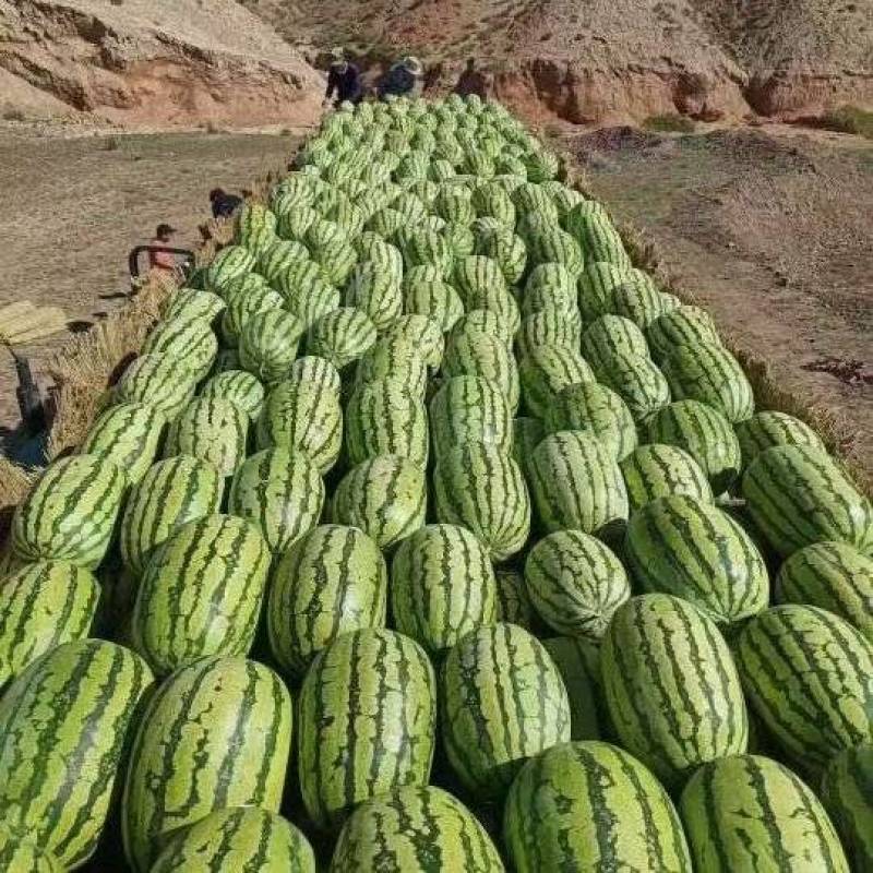 大量供应宁夏石头瓜，需要的老板联系