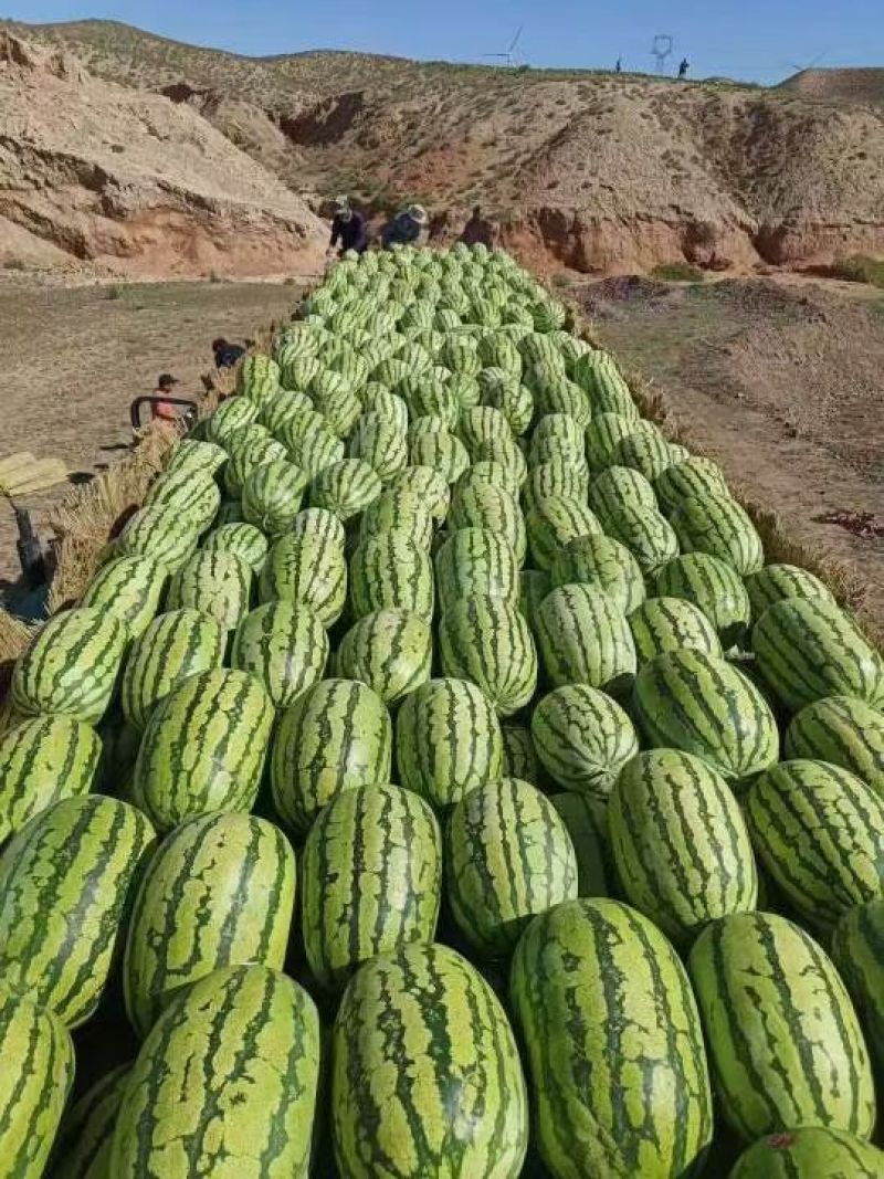 大量供应宁夏石头瓜，需要的老板联系
