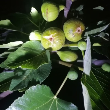 树上的糖包子威海青皮无花果，平均糖度20左右