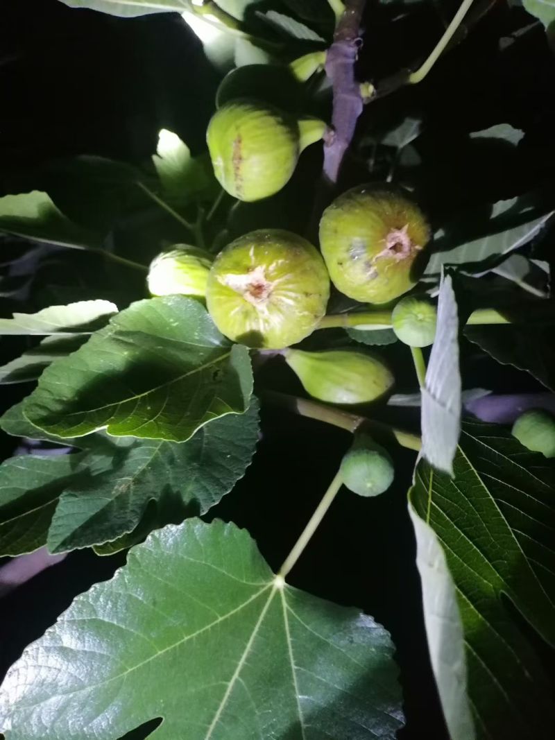 树上的糖包子威海青皮无花果，平均糖度20左右
