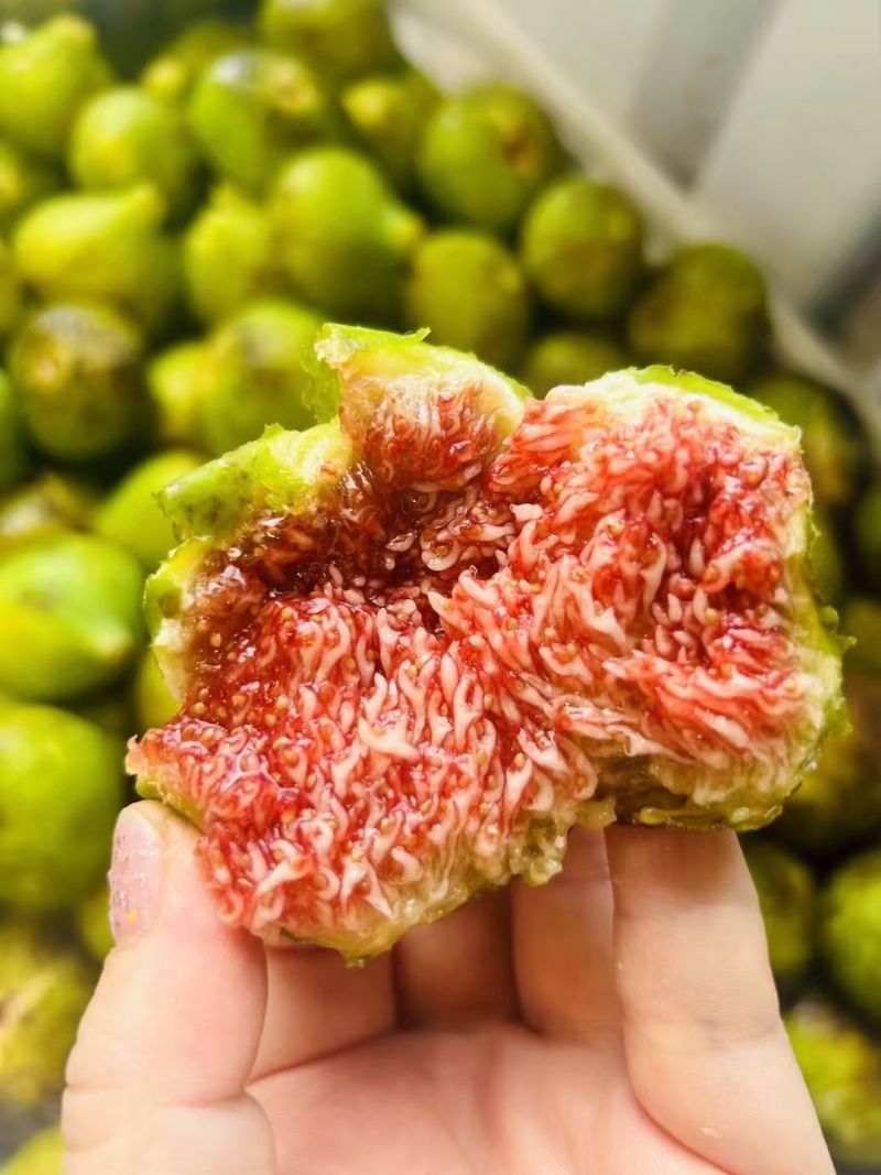 树上的糖包子威海青皮无花果，平均糖度20左右