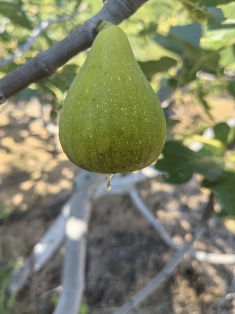 树上的糖包子威海青皮无花果，平均糖度20左右