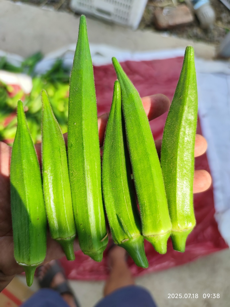黄秋葵